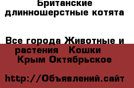 Британские длинношерстные котята - Все города Животные и растения » Кошки   . Крым,Октябрьское